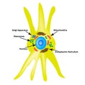 Fibroblast structure. Fibroblast cell. Vector illustration on isolated background Royalty Free Stock Photo