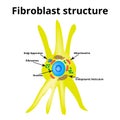 Fibroblast structure. Fibroblast cell. Vector illustration on isolated background Royalty Free Stock Photo