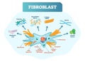 Fibroblast vector illustration. Scheme with extracellular, elastin, hyaluronic acid, microtubule, golgi apparatus and ribosomes. Royalty Free Stock Photo