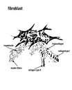 Fibroblast vector illustration. Microscopic close-up with extracellular, collagen fibrils, elastin, hyaluronic acid. Scheme with Royalty Free Stock Photo