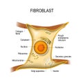 Fibroblast is vital to the skin`s strength and elasticity. Struc Royalty Free Stock Photo