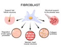 Fibroblasts functions. Fibroblasts the master regulators of structural integrity and tissue aging Royalty Free Stock Photo