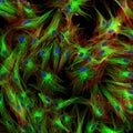 Fibroblasts (skin cells) labeled with fluorescence dyes Royalty Free Stock Photo