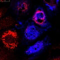 Fibroblasts (skin cells) labeled with fluorescent dyes Royalty Free Stock Photo