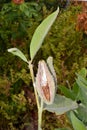 Fibrous Milkweed Seedpod with Green Leaf 02 Royalty Free Stock Photo
