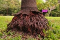 Fibrous root systems of palm tree Royalty Free Stock Photo