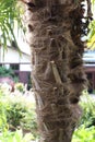 Fibrous, Stringy Fibers of the Trunk of a Chinese Windmill Palm Tree