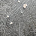 A fibrous and stringy texture with spider webs and cotton fibers5, Generative AI