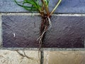 Fibrous and tap  root systems - monocots have a tap fibrous system Royalty Free Stock Photo