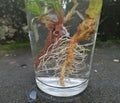 Fibrous and tap root systems - monocots have a tap fibrous system