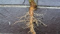 Fibrous and tap  root systems - monocots have a tap fibrous system Royalty Free Stock Photo