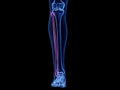 The fibula bone Royalty Free Stock Photo