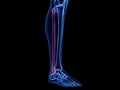the fibula bone Royalty Free Stock Photo