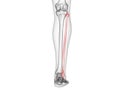 The fibula bone