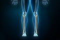 Fibula bone x-ray front or anterior view. Osteology of the human skeleton, leg or lower limb bones 3D rendering illustration.