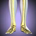 3D illustration of Tibia - Part of Human Skeleton. Royalty Free Stock Photo