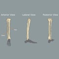 Fibula and Tibia Anatomy Royalty Free Stock Photo