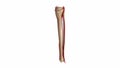 Fibula and tibia with Arteries