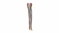 Fibula and tibia with blood vessels and nerves