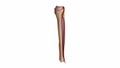 Fibula and tibia with ligaments and arteries