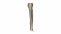 Fibula and tibia with ligaments, blood vessels and nerves