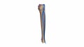Fibula and tibia with ligaments and veins