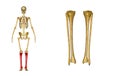 Fibula and tibia