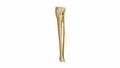 Fibula and tibia with nerves