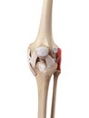 The fibular collateral ligament Royalty Free Stock Photo