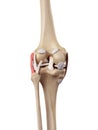 The fibular collateral ligament Royalty Free Stock Photo