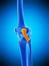 The fibular collateral ligament Royalty Free Stock Photo