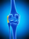 The fibular collateral ligament Royalty Free Stock Photo