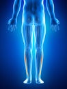 The fibularis longus Royalty Free Stock Photo