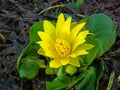 Ficaria kochii flower , flora Iran