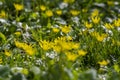 Ficaria verna lesser celandine bright yellow ground flowers in bloom, wild pilewort flowering springtime plants Royalty Free Stock Photo