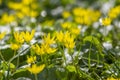 Ficaria verna lesser celandine bright yellow ground flowers in bloom, wild pilewort flowering springtime plants Royalty Free Stock Photo