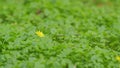 Ficaria Verna Or Lesser Celandine. Mass Flowering In The Spring Plants In A Botanical Garden. Royalty Free Stock Photo