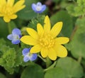 Ficaria verna (lesser celandine or pilewort)