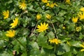 Ficaria verna, lesser celandine, pilewort or ranunculus ficaria