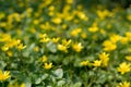 Ficaria verna, lesser celandine, pilewort or ranunculus ficaria