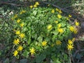 Ficaria vernaLesser celandine plant in wood