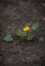 Ficaria verna, Ranunculus ficaria commonly known as lesser celandine or pilewort. Sprout of yellow flower on cracked Royalty Free Stock Photo