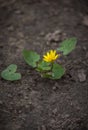 Ficaria verna, Ranunculus ficaria commonly known as lesser celandine or pilewort. Sprout of yellow flower on cracked Royalty Free Stock Photo