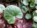 Ficaria verna (Ranunculus ficaria) plant ater rain with water drops