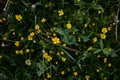 Ficaria verna in spring season. medicinal yellow flower in the forest