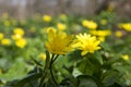 Ficaria Verna yellow beauty flower hidden in the grass Royalty Free Stock Photo