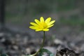 Ficaria Verna yellow beauty flower hidden in the grass Royalty Free Stock Photo