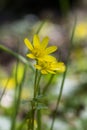 Ficaria Verna yellow beauty flower hidden in the grass Royalty Free Stock Photo