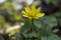 Ficaria Verna yellow beauty flower hidden in the grass Royalty Free Stock Photo