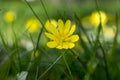 Ficaria Verna yellow beauty flower hidden in the grass Royalty Free Stock Photo